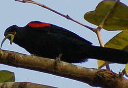 Red-shouldered Cuckooshrike