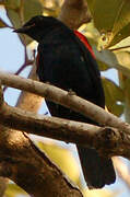 Red-shouldered Cuckooshrike