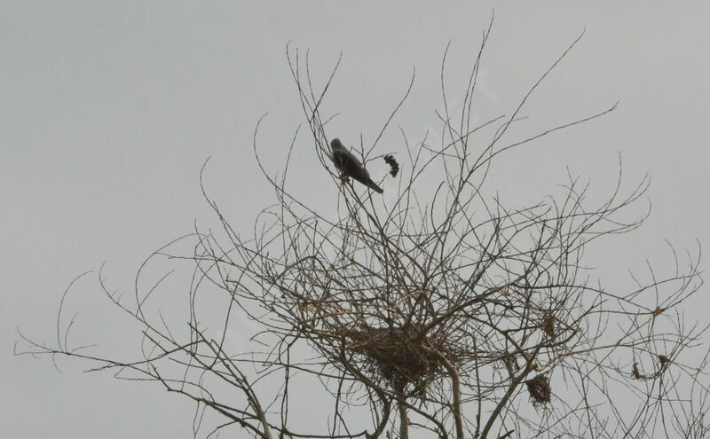 Black-winged Kiteadult, Reproduction-nesting