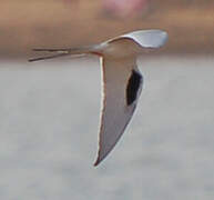 Scissor-tailed Kite