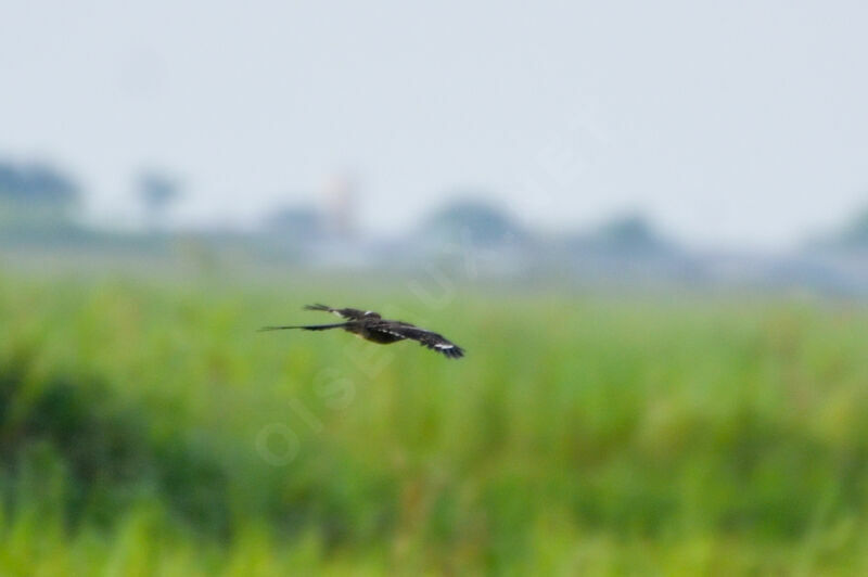 Long-tailed Nightjar, Flight