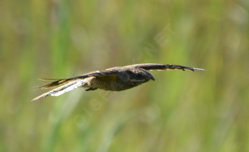 Long-tailed Nightjaradult, Flight