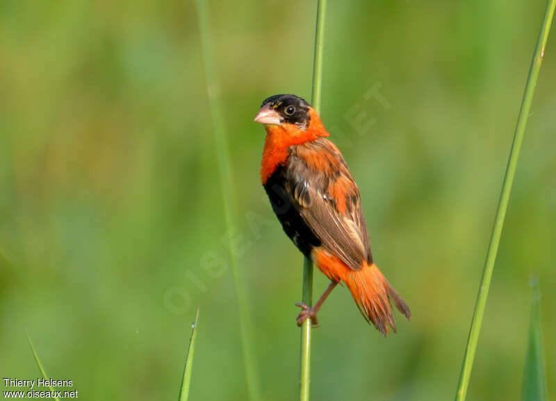 Northern Red Bishop male adult transition