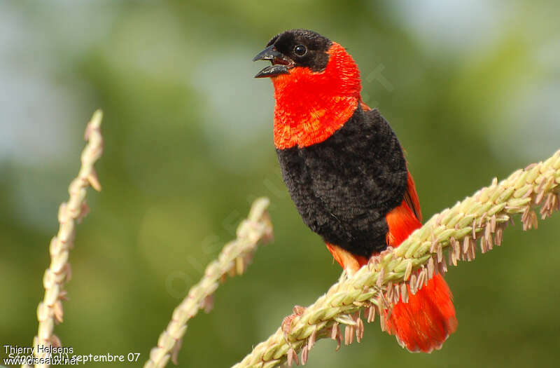 Northern Red Bishop male adult breeding, song