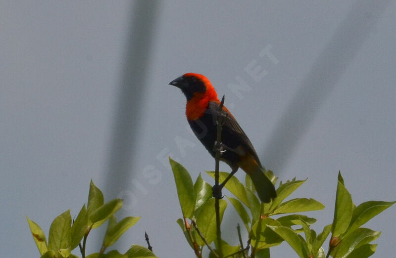 Black-winged Red Bishopadult, identification