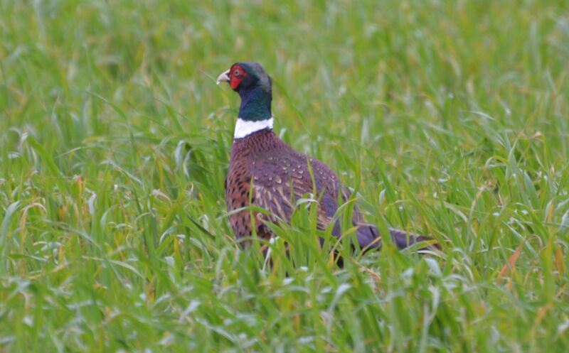 Common Pheasant male adult, identification