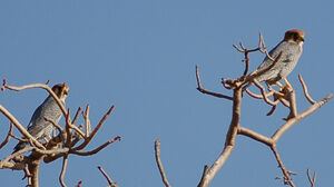 Red-necked Falcon