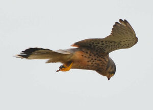 Common Kestrel 
&copy; Thierry Helsens