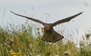 Common Kestrel 
&copy; Thierry Helsens