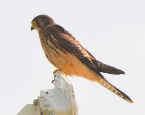 Common Kestrel 
&copy; Thierry Helsens