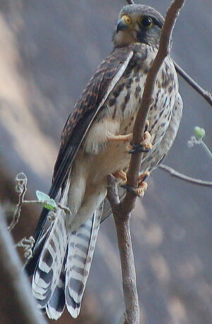 Common Kestrel
