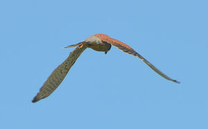 Common Kestrel 
&copy; Thierry Helsens