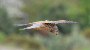 Common Kestrel 
&copy; Thierry Helsens