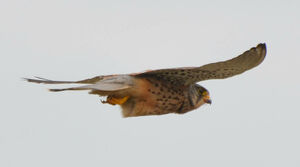 Common Kestrel 
&copy; Thierry Helsens