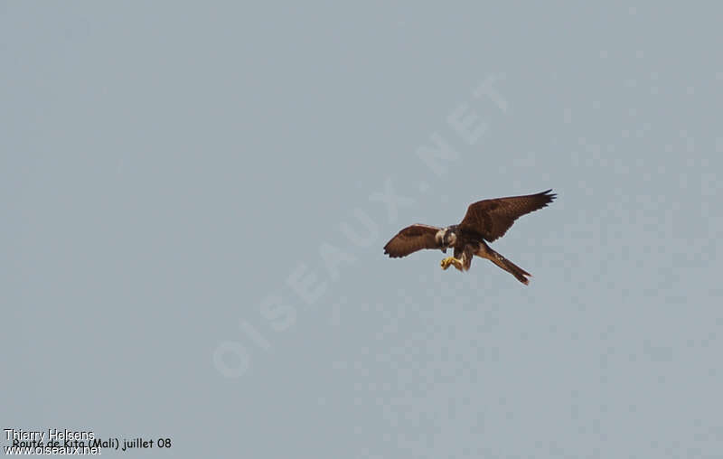 Lanner Falconjuvenile, Flight, fishing/hunting