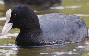 Eurasian Coot
