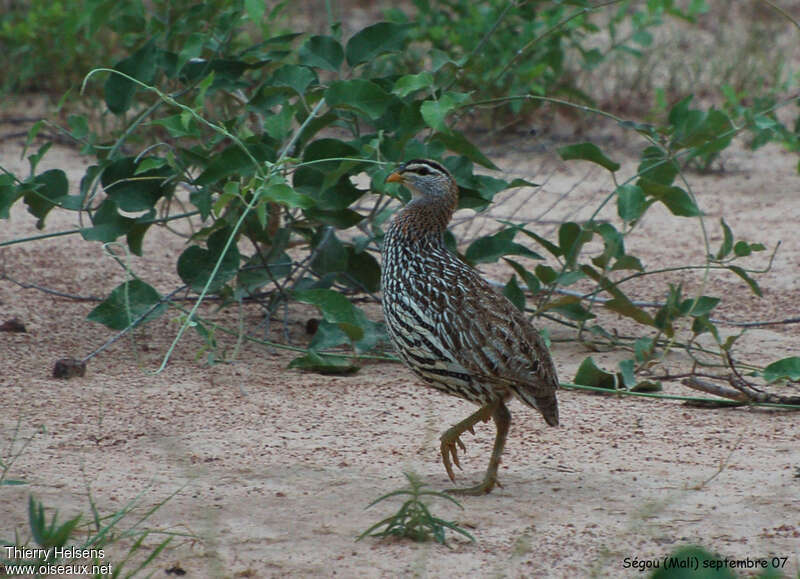 Double-spurred Francolinadult, identification