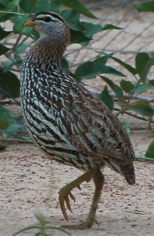 Double-spurred Francolin
