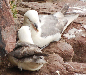 Northern Fulmar 
&copy; Thierry Helsens