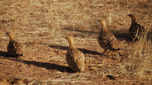 Chestnut-bellied Sandgrouse