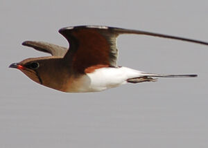 Collared Pratincole
