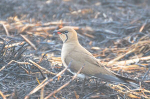 Collared Pratincole