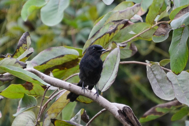 Northern Black Flycatcheradult, identification
