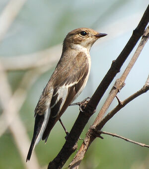 European Pied Flycatcher