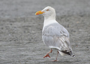 European Herring Gull 
&copy; Thierry Helsens