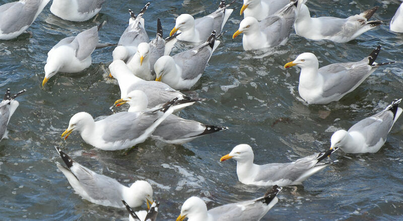 European Herring Gull, Behaviour
