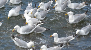 European Herring Gull 
&copy; Thierry Helsens