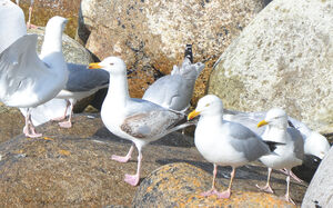 European Herring Gull 
&copy; Thierry Helsens
