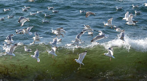European Herring Gull 
&copy; Thierry Helsens