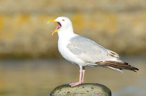 European Herring Gull 
&copy; Thierry Helsens
