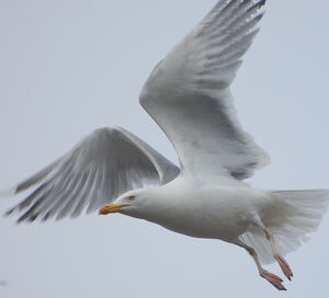 European Herring Gull 
&copy; Thierry Helsens