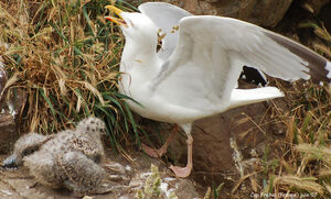 European Herring Gull 
&copy; Thierry Helsens