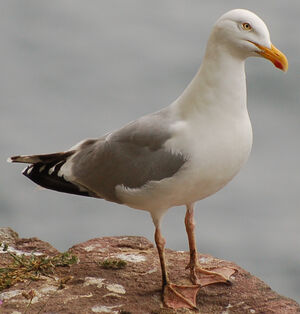 European Herring Gull 
&copy; Thierry Helsens