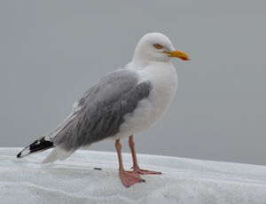 European Herring Gull 
&copy; Thierry Helsens