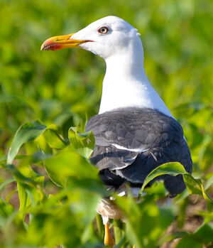 Lesser Black-backed Gull