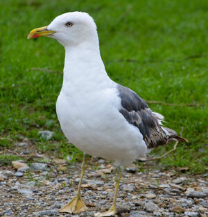 Lesser Black-backed Gull