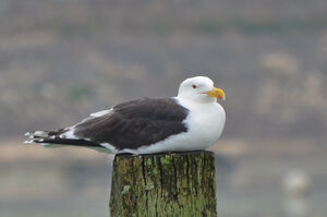 Great Black-backed Gull