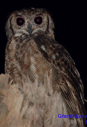 Grand-duc Vermiculé