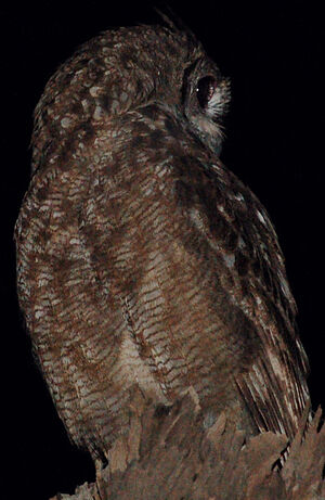Grand-duc Vermiculé