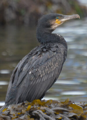 Great Cormorant