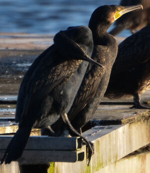 Great Cormorant