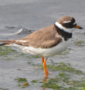 Common Ringed Plover