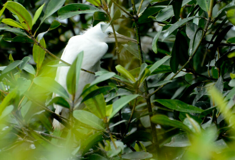 Great Egretjuvenile, identification