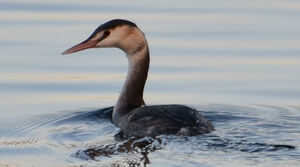 Great Crested Grebe