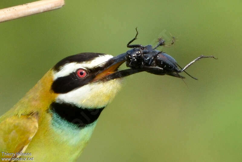 White-throated Bee-eateradult, feeding habits