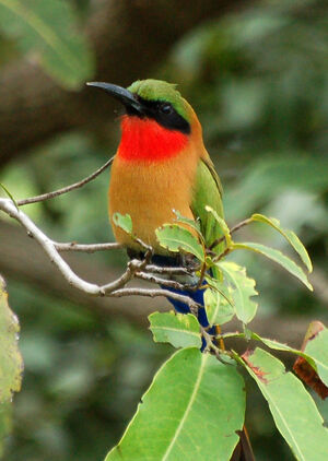 Red-throated Bee-eater